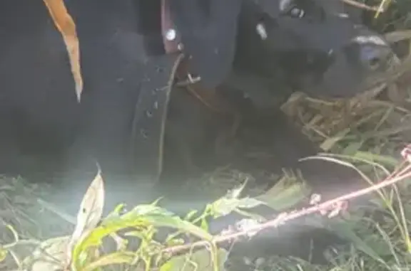 Найдена собака, Воронежская область, фото: Собака найдена у усадьбы 12/24, Усманка