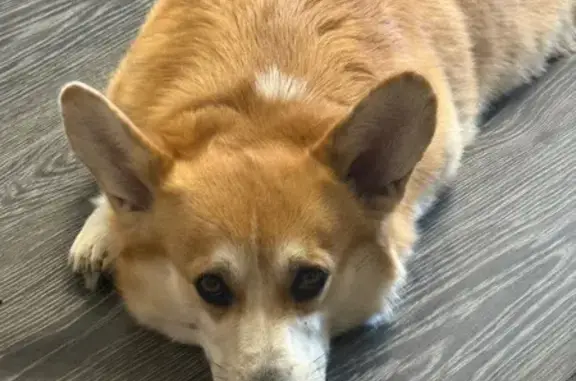 Собаки потеряшки, Курсаково, фото: Потеряшка собака, Курсаково, 46Н-02913