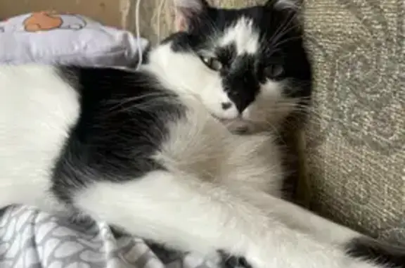 Кошки потеряшки, Хвалынск, фото: Потеряшка кот, ул. Ленина, Хвалынск