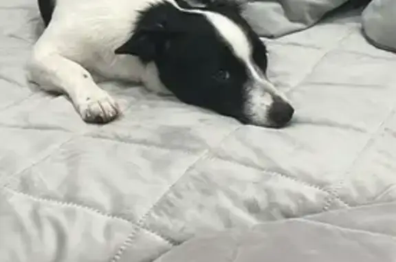 Пропала собака у школы №6, Выкса