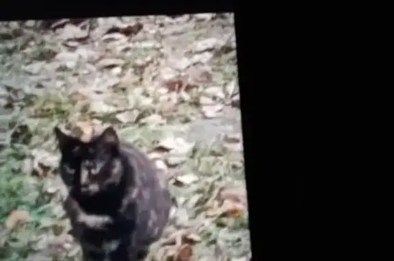 Кошка найдена: ул. Металлургов, 18