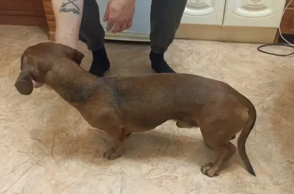 Найдена собака, Оренбург, фото: Такса найдена в автобусе, Пролетарская ул.