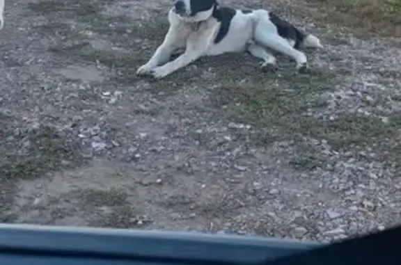 Найдена собака, , фото: Алабай найден: Заречная 21, Тагашево