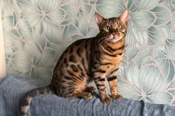 Кошки потеряшки, Александров, фото: Потеряшка кошка, Ленинградская ул., Александров