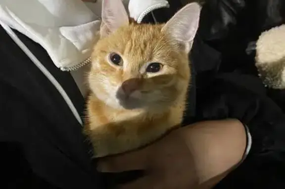 Кошка найдена, Шоссейная 1, Казань