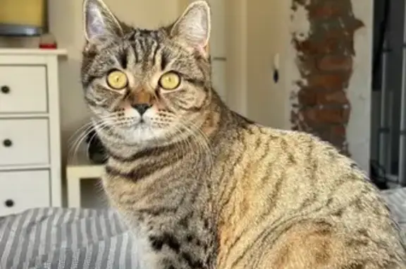 Кошки потеряшки, , фото: Потеряшка кошка, ул. Адмирала Егорова