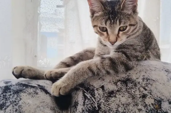 Пропала кошка, Серпуховская ул. 14, Пенза