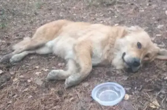 Найдена собака, Касли, фото: Найдена рыжая собака, ул. Ленина 10, Касли