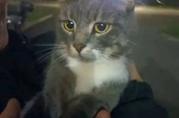 Найдена кошка, Вологда, фото: Кошка найдена у Бургер Кинга, Новгородская 2