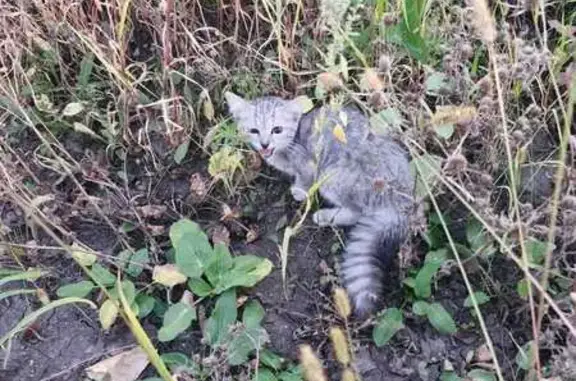 Найдена кошка, Новая Усмань, фото: Кошка найдена: Новая Усмань, 20К-В18-0