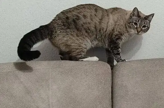 Пропала кошка, Вонсовского 21, Екатеринбург