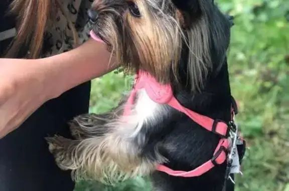 Пропала собака в Лабинске, Краснодарский край