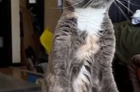 Пропала кошка, Центральный бульвар, 10