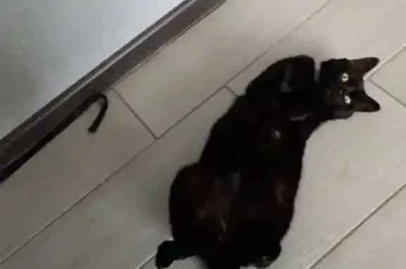 Пропала кошка, Нижнее Шахлово 46Н-11273