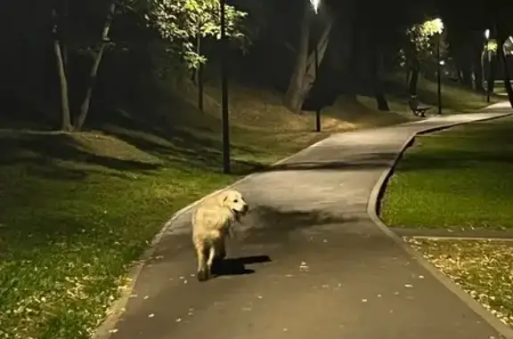 Собака найдена в парке Шмелевский, Москва