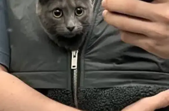 Найдена кошка, 1-й Нагатинский пр., 11 к3