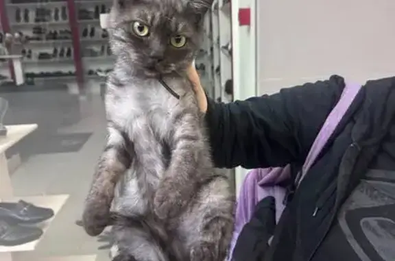 Найдена кошка, Краснодар, фото: Кошка найдена в OZ Молл, Крылатая 2, Краснодар