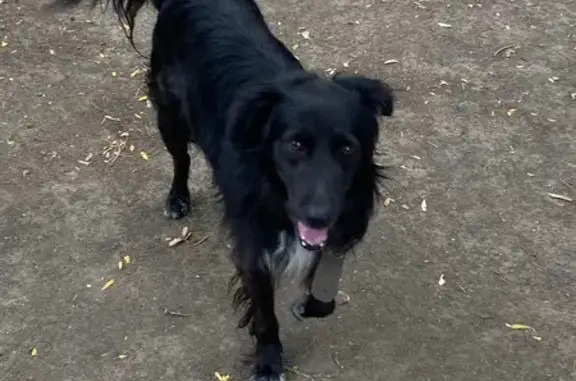 Собака найдена в парке, Советская ул., РнД