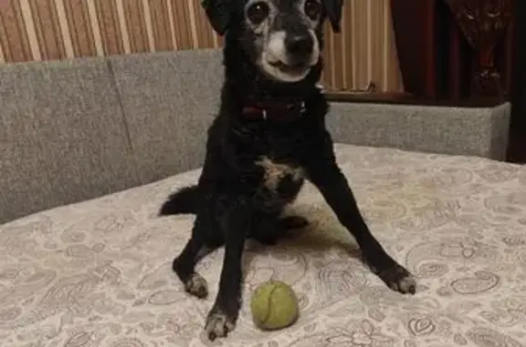 Пропал пёс Тяпа, ул. Черняховского, Ясногорск