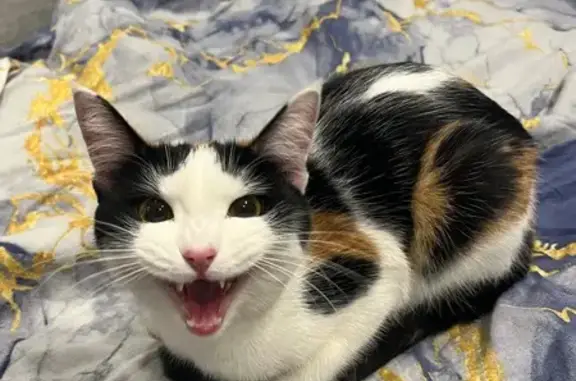 Найдена кошка, Тюмень, фото: Кошка найдена: ул. 50 лет Октября, 30