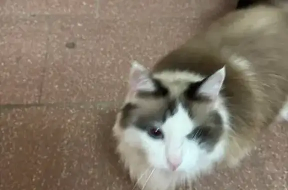 Кошка найдена: бульвар Чавайна, 12А