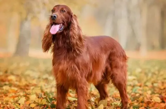 Пропала собака, Астраханская ул., Оренбург
