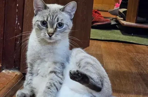 Кошки потеряшки, Пенза, фото: Потеряшка кошка на Минской, 1, Пенза