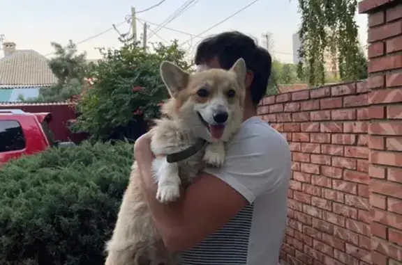 Собака найдена: Бирюзовая ул., Волгоград