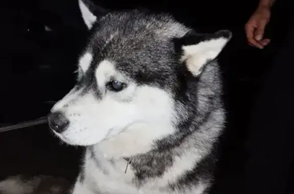 Найдена собака, Сахалинская область, фото: Пёс найден: Южно-Сахалинск, Стародубское