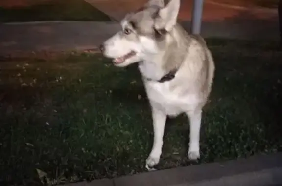 Собака найдена: Воронежская ул., 7, Москва