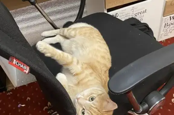 Кошки потеряшки, Мирный, фото: Потеряшка рыжий кот, Ленинградский пр., 26