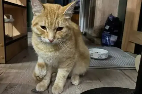 Найдена кошка, Курумоч, фото: Рыжая кошка найдена на 36К-381, Курумоч