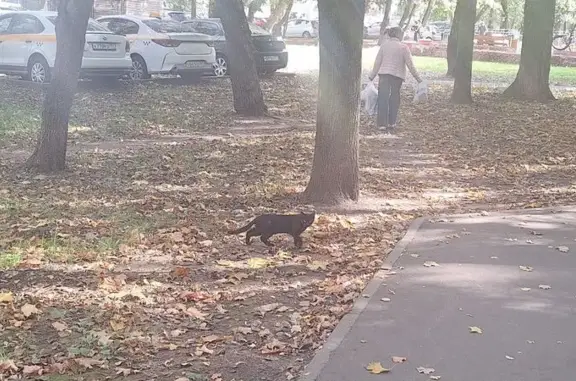 Котёнок найден: Чусовская ул, 11 к6 с1, Москва