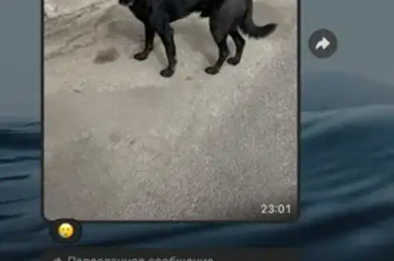 Собака найдена: Творческая ул., Ростов-на-Дону