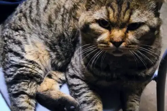 Пропала кошка, Ремесленная ул., Краснодар