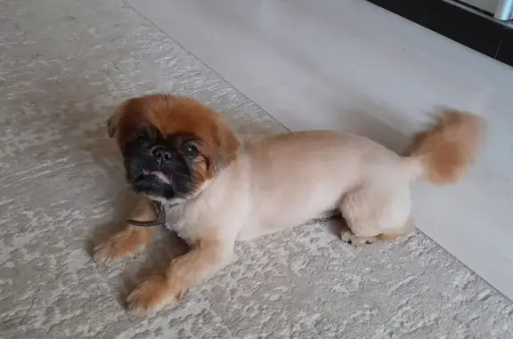 Пропал пикинес, Донецк, 13.09