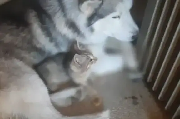 Собаки потеряшки, Москва, фото: Потеряшка хаски, Зарайская ул., Москва