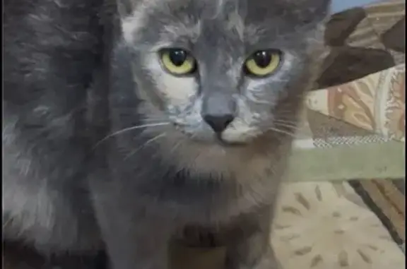 Найдена кошка, Хабаровск, фото: Ласковая кошка найдена: ул. Кочнева, 6