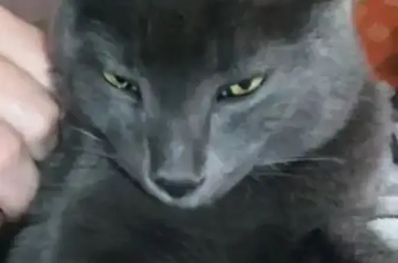 Найдена кошка, Барнаул, фото: Найдена кошка, пр. Калинина 116/12, Барнаул