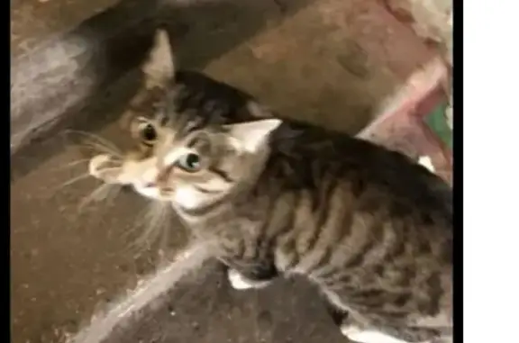 Пропал кот Кузя, ул. Баумана, 232, Иркутск