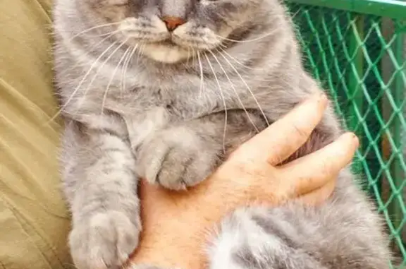 Найдена кошка, Оренбург, фото: Британец на ул. Теряна Ваана, 38, Оренбург