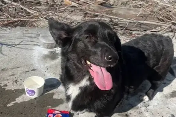 Собака найдена: ул. Бакинских Комиссаров 3к1