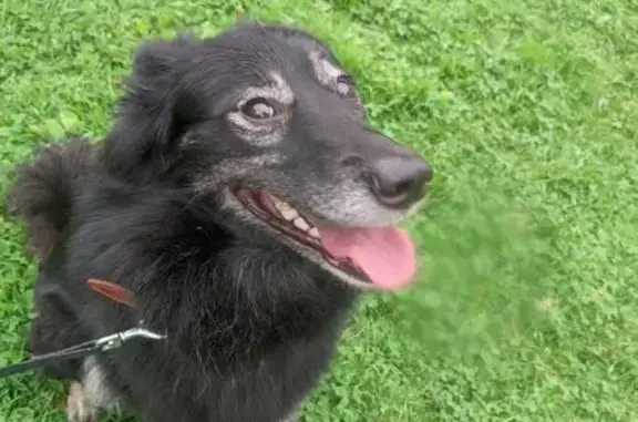 Найдена собака, Санкт-Петербург, фото: Найдена собака, Выборгское ш., 5 к4