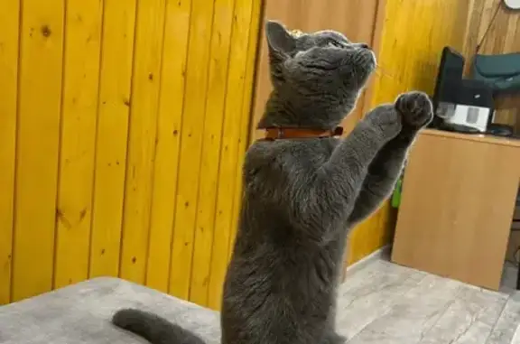 Кошки потеряшки, Чита, фото: Потеряшка кошка, Январская 76, Чита