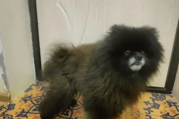 Найдена собака, Кострома, фото: Крупный шпиц найден: Санаторная, Кострома