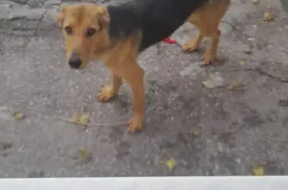 Найдена собака, Самарская область, фото: Собака найдена: Сухие Аврали, Самара