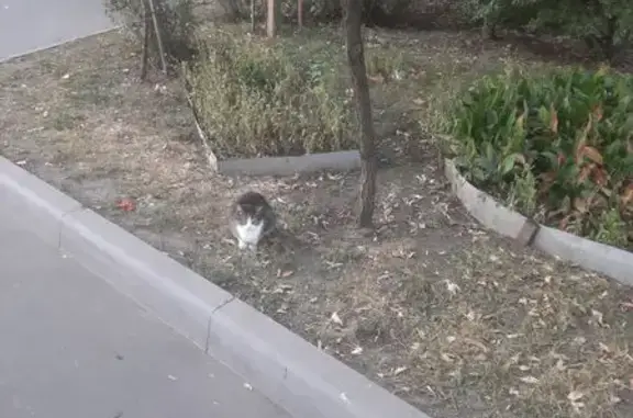 Кошка найдена у пр. проезд № 5022, 75