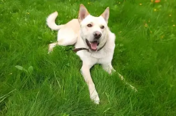 Найдена собака, Тульская область, фото: Светлый рыжий пёс найден в Ясной Поляне