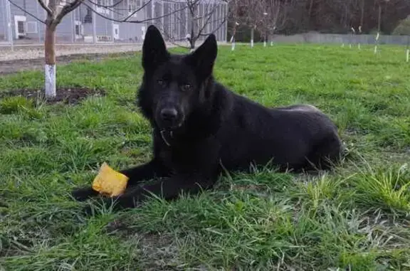 Пропала собака в районе Егнышевки