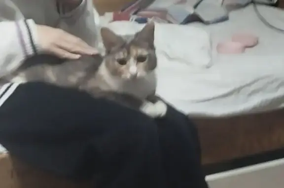 Кошки потеряшки, Лесосибирск, фото: Потеряшка кошка, Лесосибирск, ул. 5